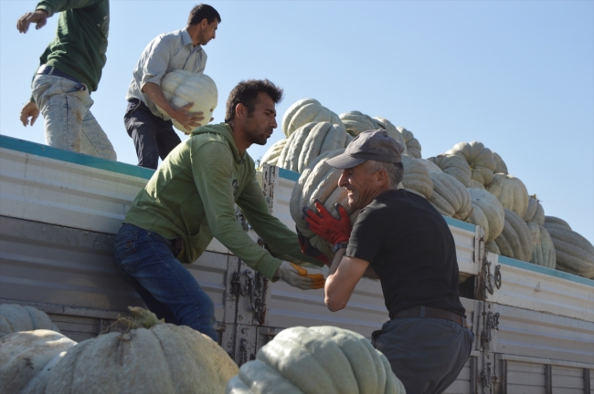 Büyük şehirlerin "bal kabağı" Afyonkarahisar'dan gidiyor